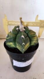 ASTROPHYTUM cv KIKKO "Variegata"  Nº 910 – vaso 15 - Imagem 4