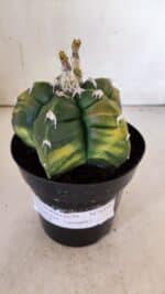 ASTROPHYTUM cv KIKKO "Variegata"  Nº 910 – vaso 15 - Imagem 2