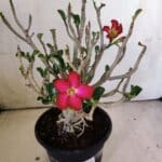 Planta MINI Nº 83 – 25cm – 05 anos