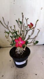 Planta MINI Nº 83 – 25cm – 05 anos