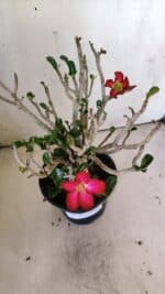 Planta MINI Nº 83 – 25cm – 05 anos - Imagem 3