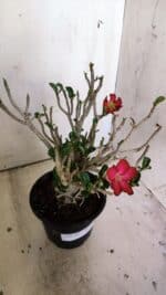 Planta MINI Nº 83 – 25cm – 05 anos - Imagem 9