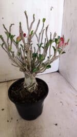 Planta MINI Nº 83 – 25cm – 05 anos - Imagem 8