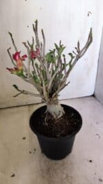 Planta MINI Nº 83 – 25cm – 05 anos - Imagem 7