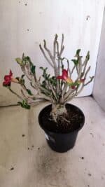 Planta MINI Nº 83 – 25cm – 05 anos - Imagem 6