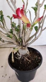 Planta MINI Nº 83 – 25cm – 05 anos - Imagem 5