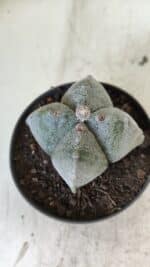 ASTROPHYTUM MYRIOSTIGMA Nº 702 "4 Quinas – vaso 11 - Imagem 3