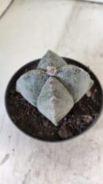 ASTROPHYTUM MYRIOSTIGMA Nº 702 "4 Quinas – vaso 11 - Imagem 7