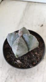 ASTROPHYTUM MYRIOSTIGMA Nº 702 "4 Quinas – vaso 11 - Imagem 6