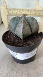 ASTROPHYTUM MYRIOSTIGMA Nº 702 "4 Quinas – vaso 11 - Imagem 4