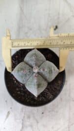 ASTROPHYTUM MYRIOSTIGMA Nº 702 "4 Quinas – vaso 11