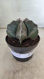 ASTROPHYTUM MYRIOSTIGMA Nº 700 – vaso 11 - Imagem 2