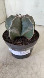 ASTROPHYTUM MYRIOSTIGMA Nº 700 – vaso 11 - Imagem 10