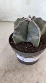 ASTROPHYTUM MYRIOSTIGMA Nº 700 – vaso 11 - Imagem 9
