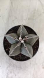 ASTROPHYTUM MYRIOSTIGMA Nº 700 – vaso 11 - Imagem 3