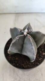 ASTROPHYTUM MYRIOSTIGMA Nº 700 – vaso 11 - Imagem 8