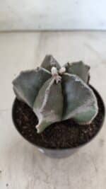 ASTROPHYTUM MYRIOSTIGMA Nº 700 – vaso 11 - Imagem 7