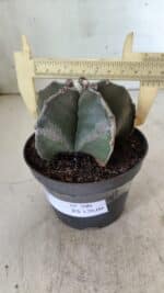 ASTROPHYTUM MYRIOSTIGMA Nº 700 – vaso 11 - Imagem 4
