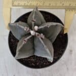 ASTROPHYTUM MYRIOSTIGMA Nº 700 – vaso 11