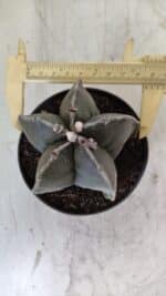 ASTROPHYTUM MYRIOSTIGMA Nº 700 – vaso 11