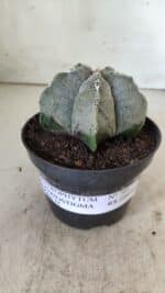 ASTROPHYTUM MYRIOSTIGMA Nº 701 – vaso 11 - Imagem 2