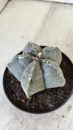 ASTROPHYTUM MYRIOSTIGMA Nº 701 – vaso 11 - Imagem 9