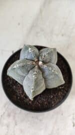 ASTROPHYTUM MYRIOSTIGMA Nº 701 – vaso 11 - Imagem 8