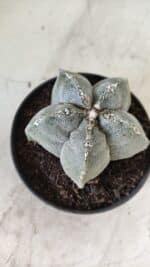 ASTROPHYTUM MYRIOSTIGMA Nº 701 – vaso 11 - Imagem 3