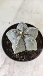 ASTROPHYTUM MYRIOSTIGMA Nº 701 – vaso 11 - Imagem 7