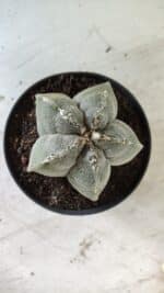 ASTROPHYTUM MYRIOSTIGMA Nº 701 – vaso 11 - Imagem 6