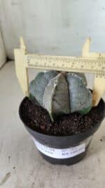 ASTROPHYTUM MYRIOSTIGMA Nº 701 – vaso 11 - Imagem 4