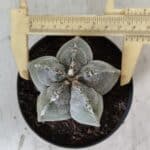 ASTROPHYTUM MYRIOSTIGMA Nº 701 – vaso 11