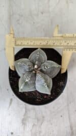 ASTROPHYTUM MYRIOSTIGMA Nº 701 – vaso 11