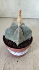 ASTROPHYTUM MYRIOSTIGMA Nº 703 – vaso 11 - Imagem 2