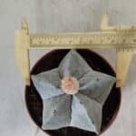 ASTROPHYTUM MYRIOSTIGMA Nº 703 – vaso 11