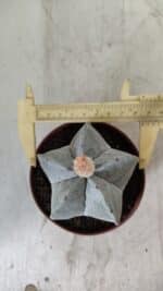 ASTROPHYTUM MYRIOSTIGMA Nº 703 – vaso 11