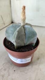 ASTROPHYTUM MYRIOSTIGMA Nº 703 – vaso 11 - Imagem 9