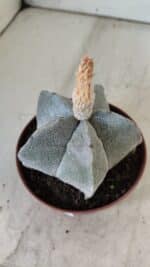 ASTROPHYTUM MYRIOSTIGMA Nº 703 – vaso 11 - Imagem 8