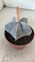 ASTROPHYTUM MYRIOSTIGMA Nº 703 – vaso 11 - Imagem 7
