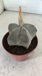 ASTROPHYTUM MYRIOSTIGMA Nº 703 – vaso 11 - Imagem 6