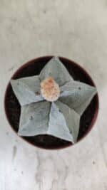 ASTROPHYTUM MYRIOSTIGMA Nº 703 – vaso 11 - Imagem 3