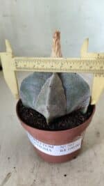 ASTROPHYTUM MYRIOSTIGMA Nº 703 – vaso 11 - Imagem 4