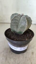 ASTROPHYTUM MYRIOSTIGMA Nº 705 – vaso 11 - Imagem 2