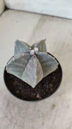 ASTROPHYTUM MYRIOSTIGMA Nº 705 – vaso 11 - Imagem 10