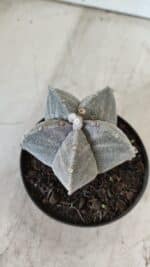 ASTROPHYTUM MYRIOSTIGMA Nº 705 – vaso 11 - Imagem 9