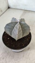 ASTROPHYTUM MYRIOSTIGMA Nº 705 – vaso 11 - Imagem 7