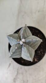 ASTROPHYTUM MYRIOSTIGMA Nº 705 – vaso 11 - Imagem 6