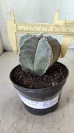 ASTROPHYTUM MYRIOSTIGMA Nº 705 – vaso 11 - Imagem 4