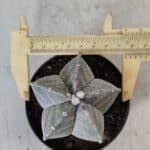 ASTROPHYTUM MYRIOSTIGMA Nº 705 – vaso 11