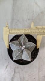 ASTROPHYTUM MYRIOSTIGMA Nº 705 – vaso 11